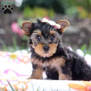 Flora, Yorkie Puppy