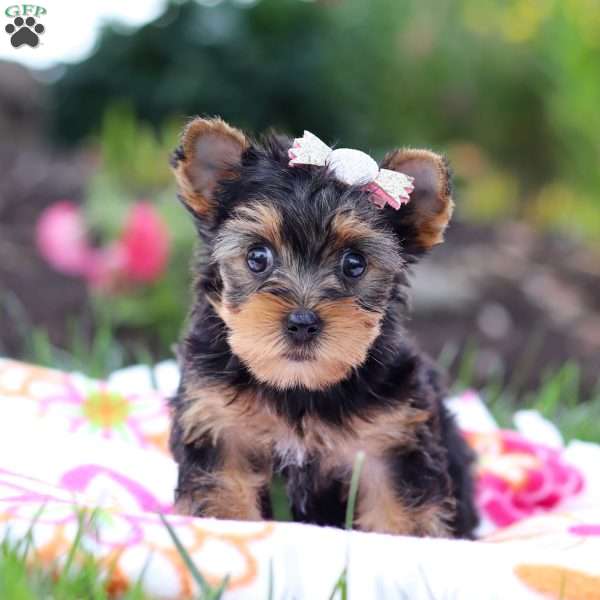 Flora, Yorkie Puppy