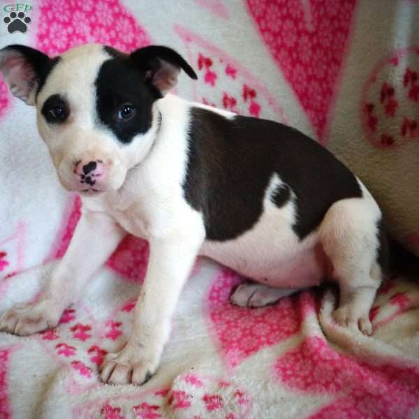 Fluffy, Border Collie Mix Puppy