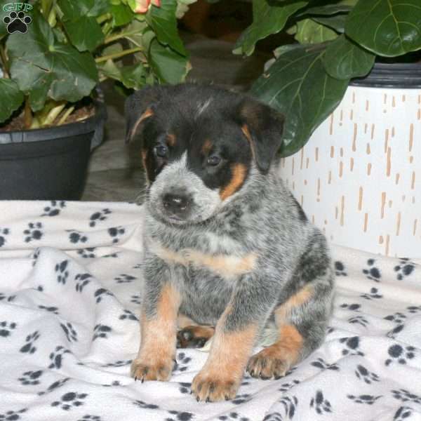 Flyn, Blue Heeler – Australian Cattle Dog Puppy