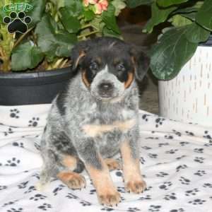 Flyn, Blue Heeler – Australian Cattle Dog Puppy