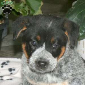Flyn, Blue Heeler – Australian Cattle Dog Puppy