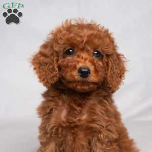 Flynn, Cavapoo Puppy