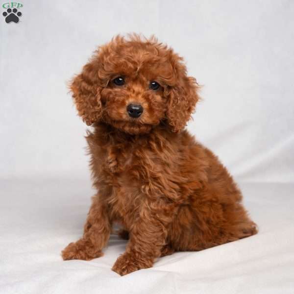 Flynn, Cavapoo Puppy