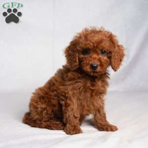 Flynn, Cavapoo Puppy