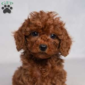 Flynn, Cavapoo Puppy