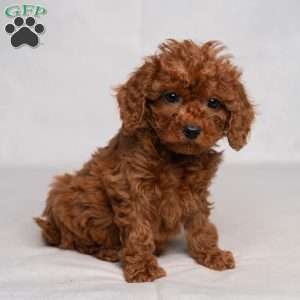 Flynn, Cavapoo Puppy