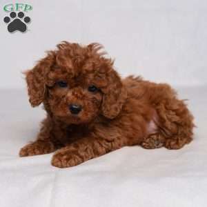 Flynn, Cavapoo Puppy