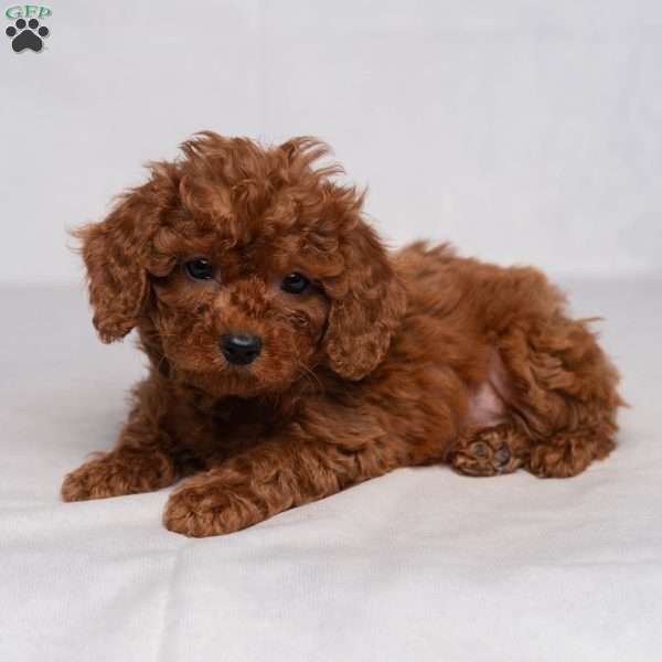 Flynn, Cavapoo Puppy
