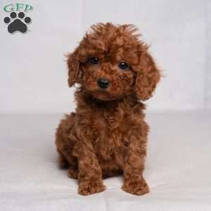 Flynn, Cavapoo Puppy