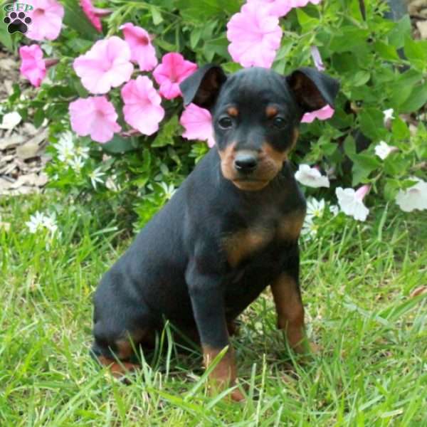 Flynn, Miniature Pinscher Puppy