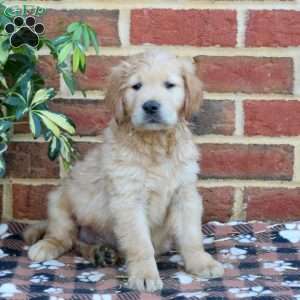 Flynn, Golden Retriever Puppy