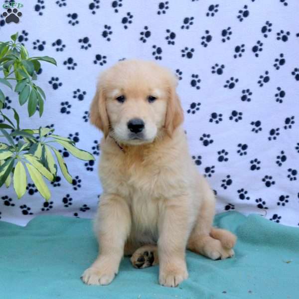 Flynn, Golden Retriever Puppy