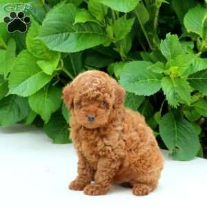 Flynn, Toy Poodle Puppy