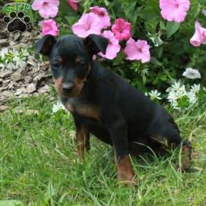 Flynn, Miniature Pinscher Puppy
