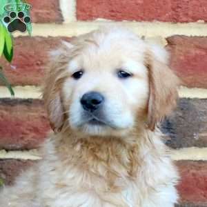 Flynn, Golden Retriever Puppy