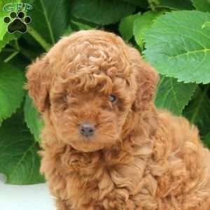 Flynn, Toy Poodle Puppy