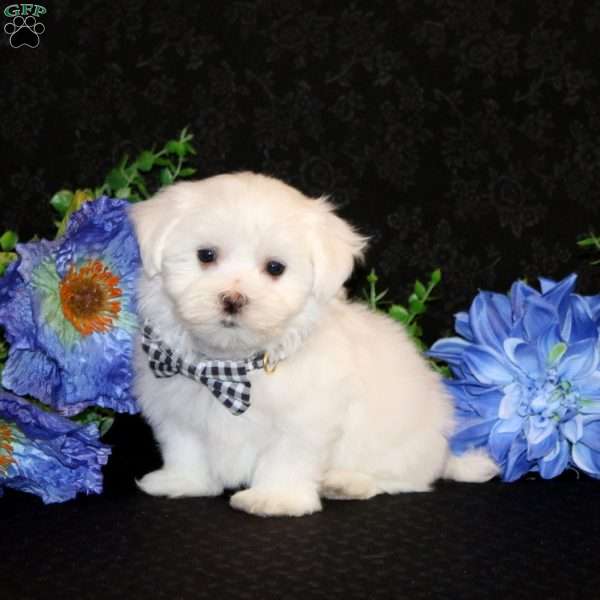 Flynn-Teacup, Maltese Puppy