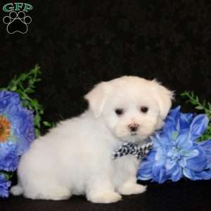 Flynn-Teacup, Maltese Puppy