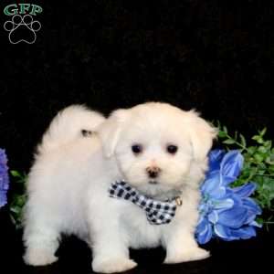 Flynn-Teacup, Maltese Puppy