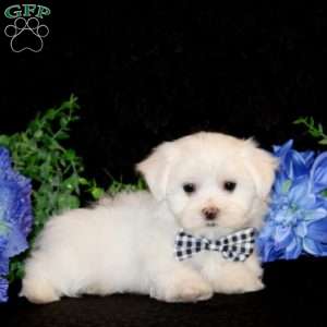 Flynn-Teacup, Maltese Puppy