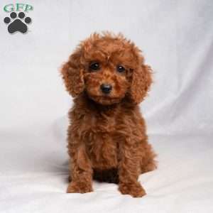 Flynn, Cavapoo Puppy