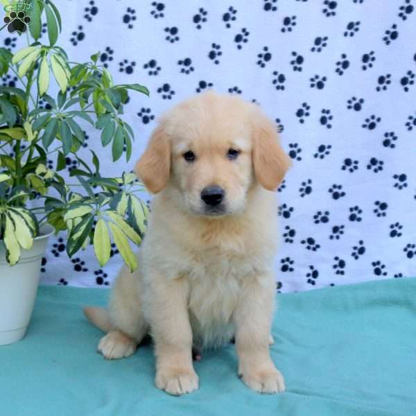 Forrest, Golden Retriever Puppy