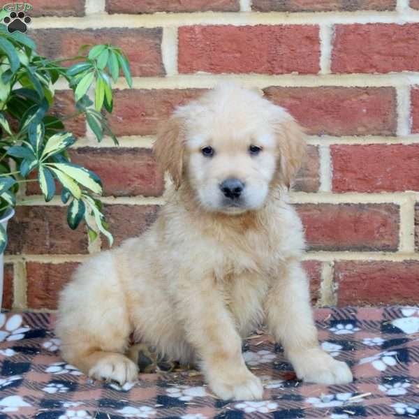 Forrest, Golden Retriever Puppy