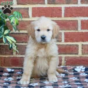 Forrest, Golden Retriever Puppy