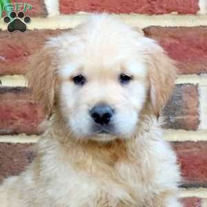 Forrest, Golden Retriever Puppy