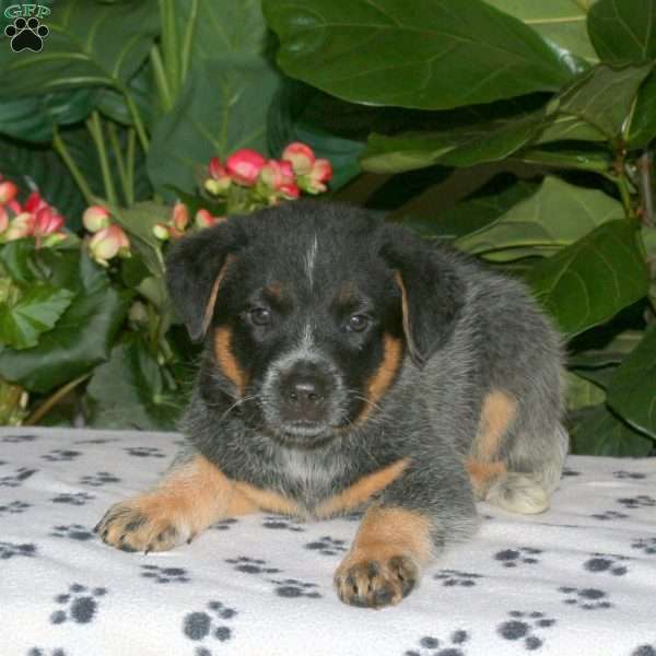Foster, Blue Heeler – Australian Cattle Dog Puppy