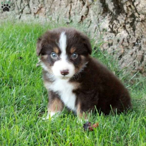 Foster, Australian Shepherd Puppy