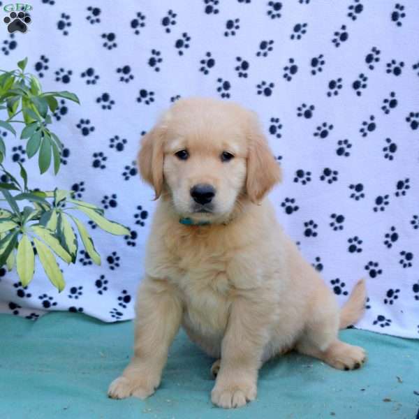 Foster, Golden Retriever Puppy
