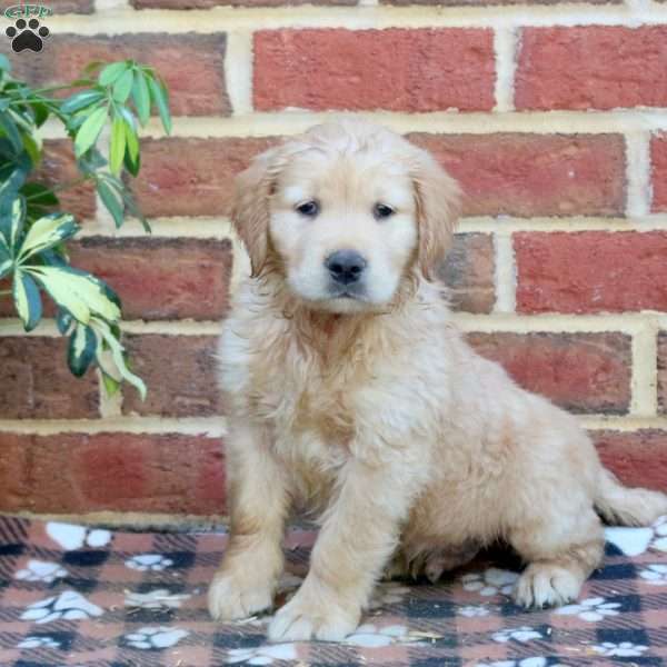 Foster, Golden Retriever Puppy