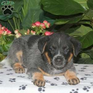 Foster, Blue Heeler – Australian Cattle Dog Puppy