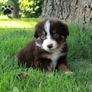 Foster, Australian Shepherd Puppy
