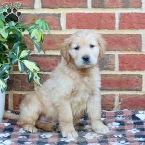 Foster, Golden Retriever Puppy