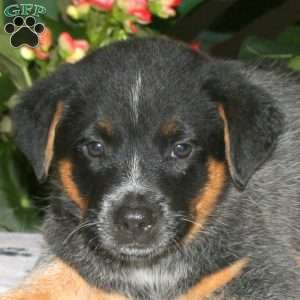 Foster, Blue Heeler – Australian Cattle Dog Puppy