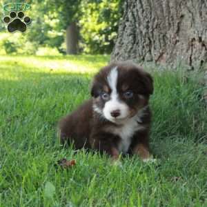 Foster, Australian Shepherd Puppy