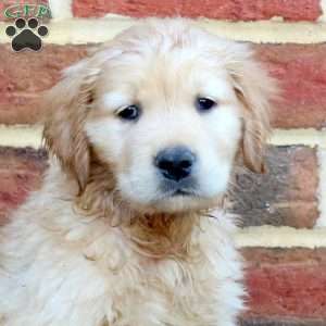 Foster, Golden Retriever Puppy
