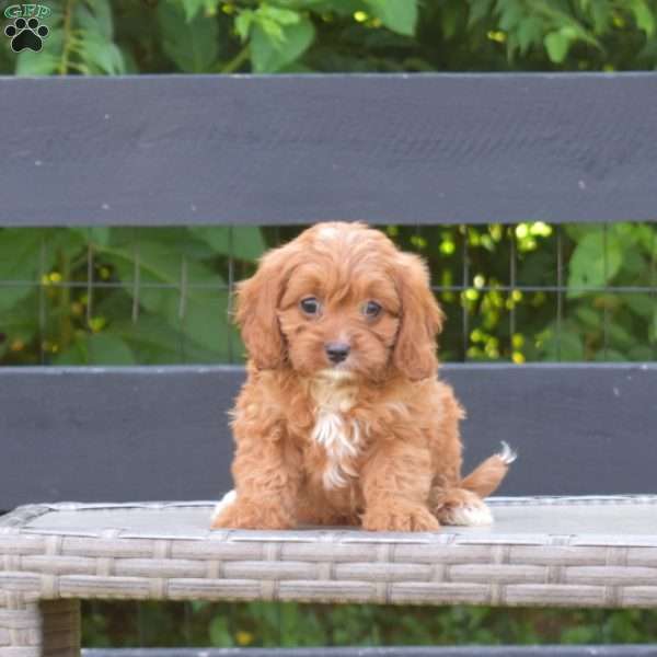 Foxy, Cavapoo Puppy