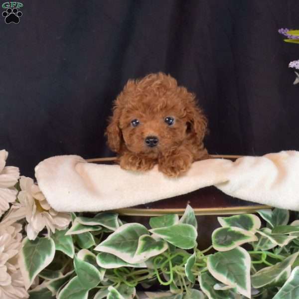 Foxy, Toy Poodle Puppy