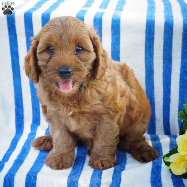 Foxy, Cavapoo Puppy