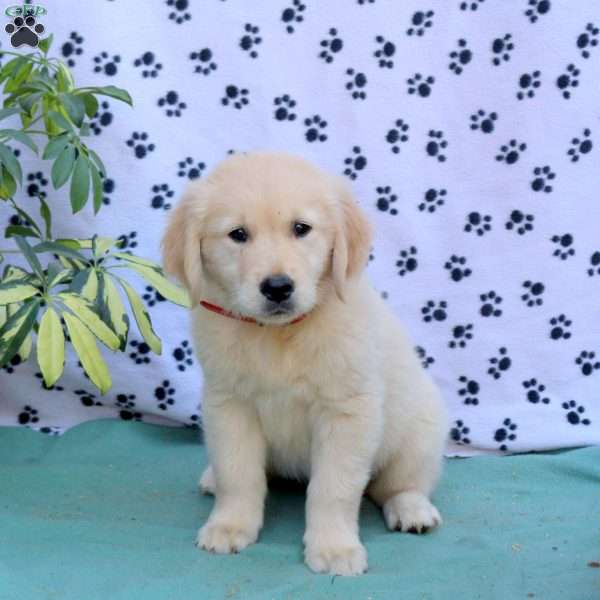 Frankie, Golden Retriever Puppy