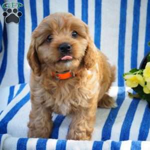 Francine, Cavapoo Puppy