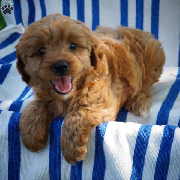 Francine, Cavapoo Puppy
