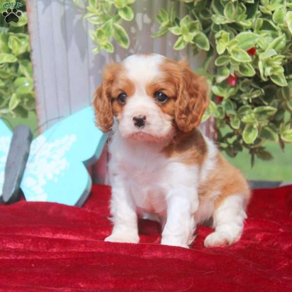 Frank, Cavalier King Charles Spaniel Puppy