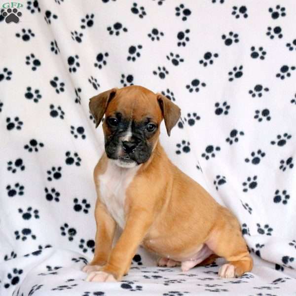 Frank, Boxer Puppy
