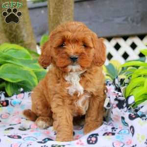 Frank, Cavapoo Puppy