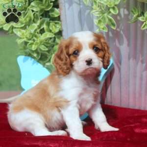 Frank, Cavalier King Charles Spaniel Puppy